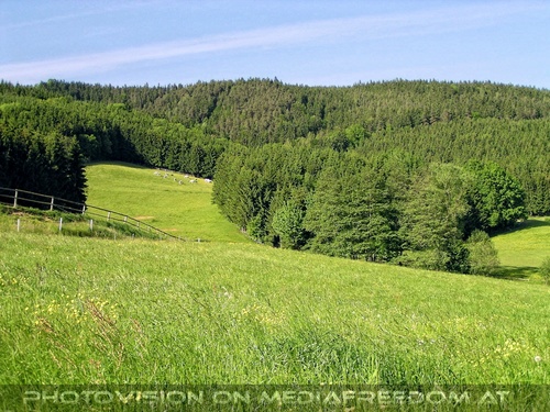 Auf der Lipizzaner Weide 30