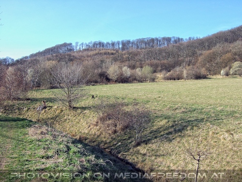 Die B�ume schlagen aus 4