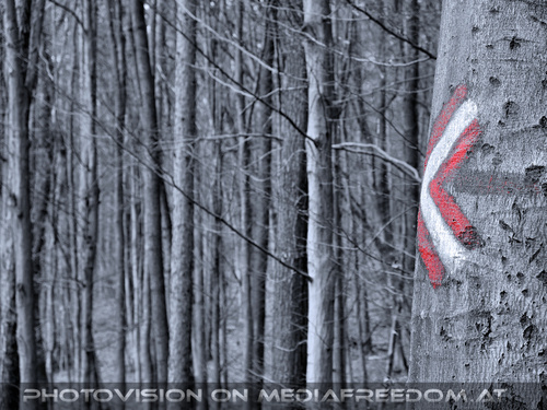 Den Wald sch�tzen 25