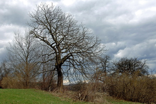 Baum und Wolken