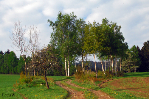 Birken im Fr�hling