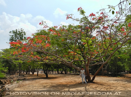 The B-Day of the Tigerman Pix 123