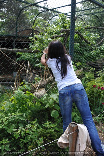 Rote Pandas fotografieren: Eva D.