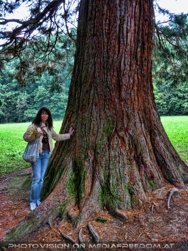 lehnen am alten weisen Baum