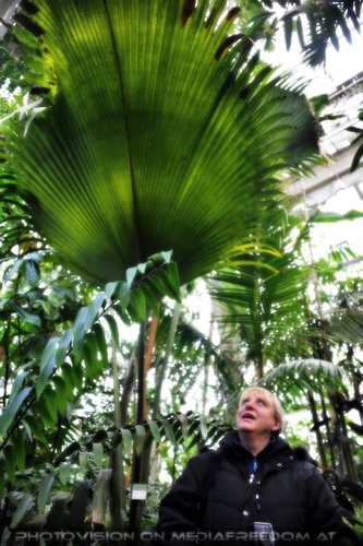 Palmenf�cher: Gabriele P.