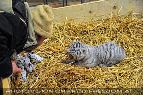 Die wei�en Tiger Vierlinge 47: Herbert Eder