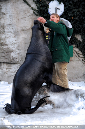 M�hnenrobben F�tterung 02