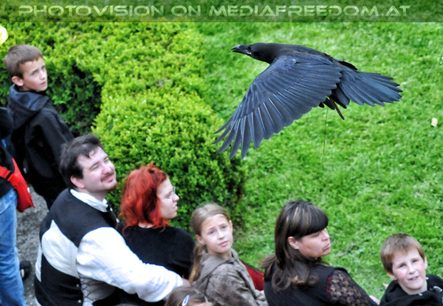 Historische Falknerei 14