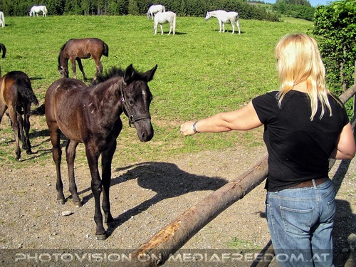 Auf der Lipizzaner Weide 29