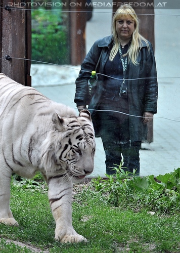 Wei�e Tiger 05: Gabriele P.