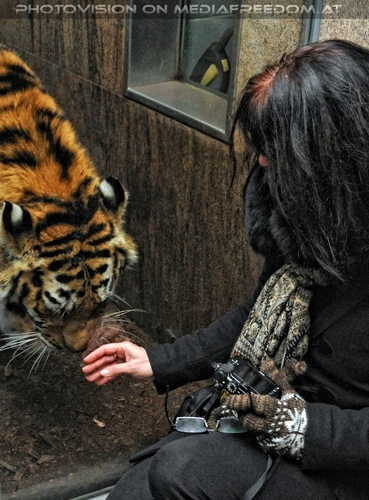 Beim sibirischen Tiger 2