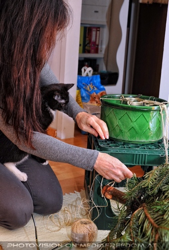 Ebony und der Christbaum 06