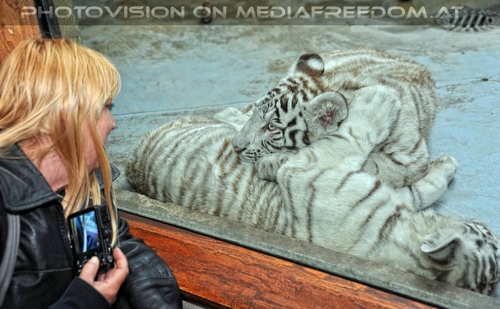 Wei�e Tiger 12: Gabriele P.