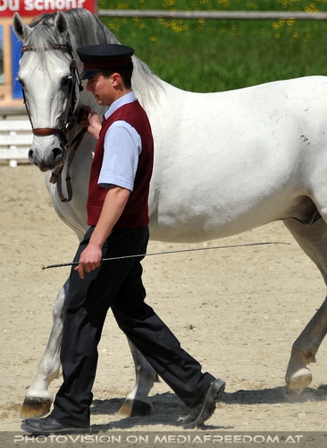 Die Lipizzaner Heimat 013