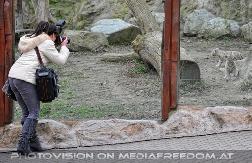 Wei�e Tiger Kindergarten 44