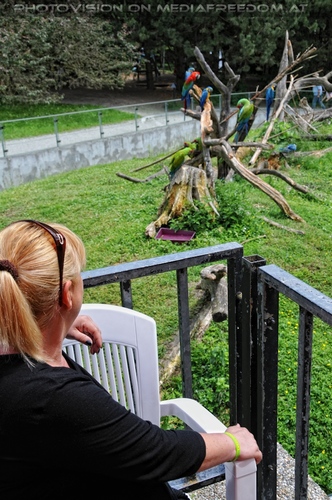 Papageien Schwarm 09: Gabriele P.