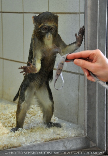 Im Affenhaus 16