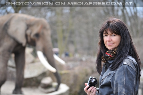 Afrikanische Elefanten 04