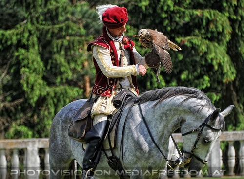 Greifvogel Vorf�hrung 31