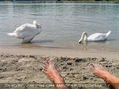 Zwei Schw�ne am Donaustrand