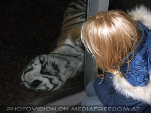 Mit dem sibirischen Tiger