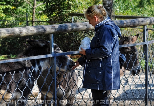 Linzer Tiergarten 36