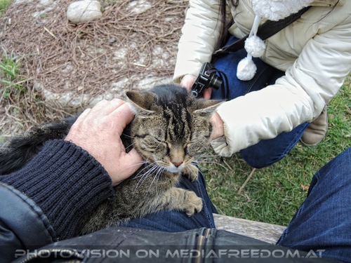 Alles f�r die Katz