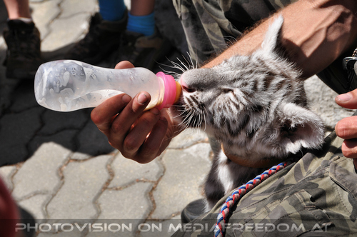 White Tiger Family 15: Matej Piffl (Pifo)