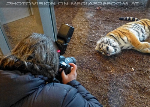 Sibirischer Tiger 12: Charly Swoboda