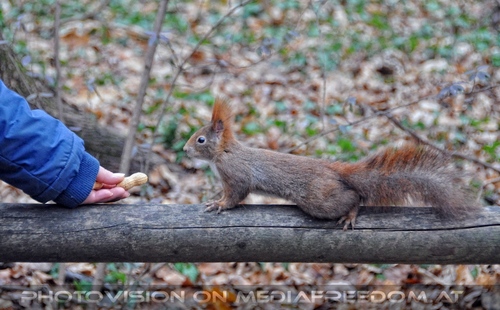 Eichk�tzchen f�ttern 02