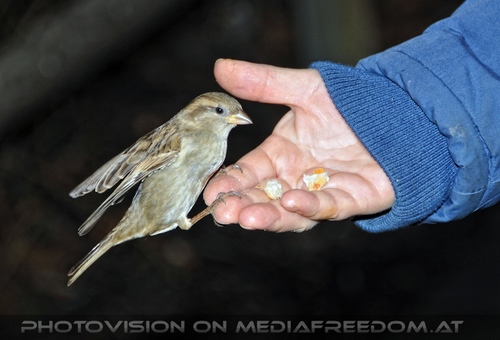 V�gel f�ttern 04