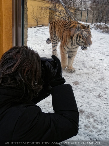 Sibirische Tiger im Schnee 04: Charly Swoboda
