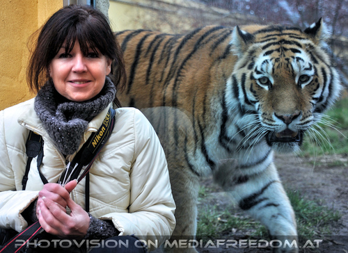 Sibirischer Tiger 05