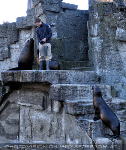 M�hnenrobben F�tterung 01