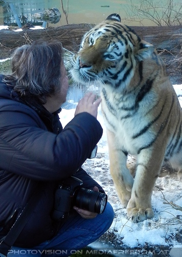 Sibirischer Tiger Winter 16