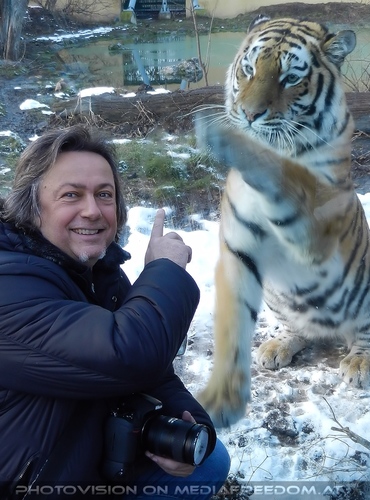 Sibirischer Tiger Winter 17