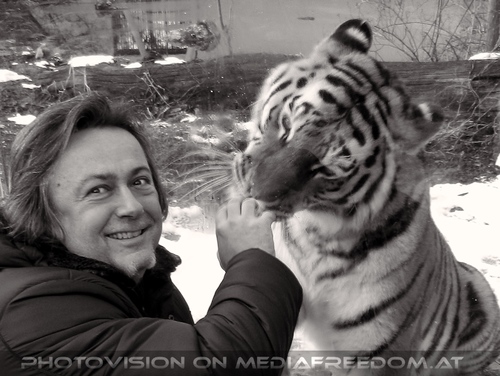 Sibirischer Tiger Winter 18