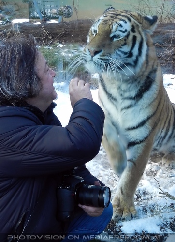 Sibirischer Tiger Winter 19