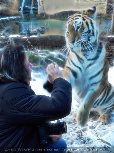 Sibirischer Tiger Winter 20