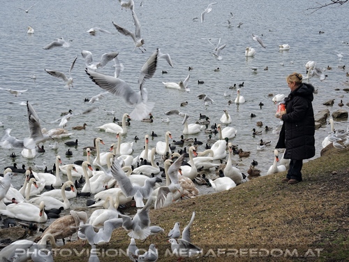 Wasservogel Paradies 02