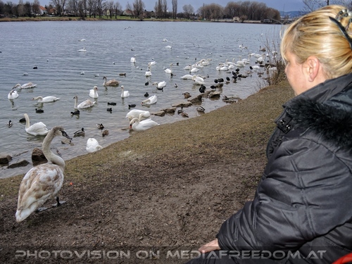 Wasservogel Paradies 16