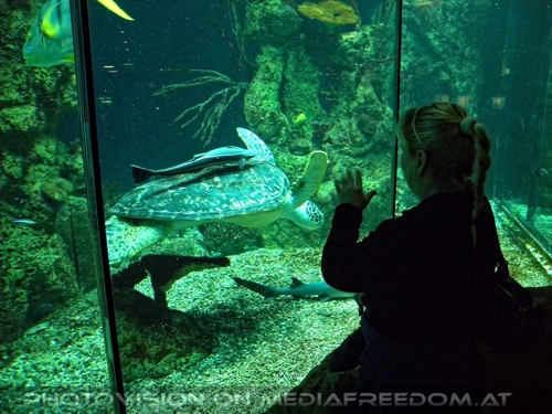 Wasserschildkr�te Puppi 3