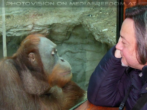 Orang-Utan 2