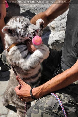 White Tiger Family 17: Matej Piffl (Pifo)