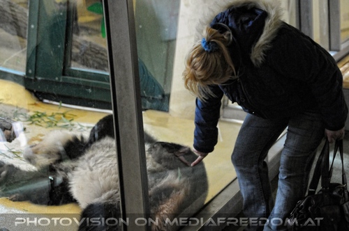 Gro�er Panda 12