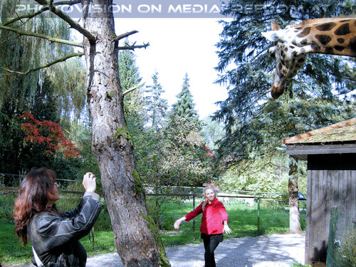 Giraffen F�tterung 07: Eva D.