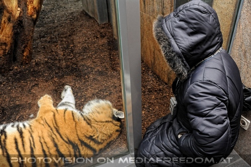 Beim sibirischen Tiger 2