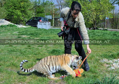 Im Tiger Baby Land 05