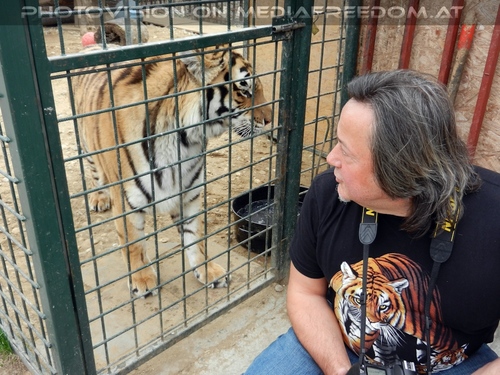 Mit den Tigern 40: Charly Swoboda