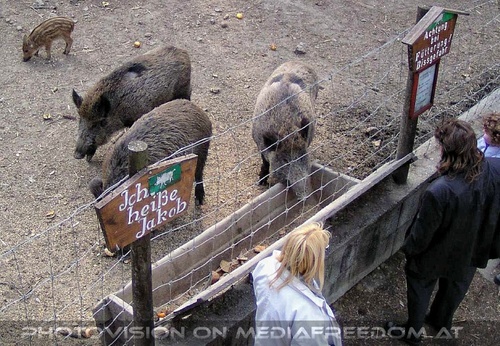 Erholungs Waldgebiet 19